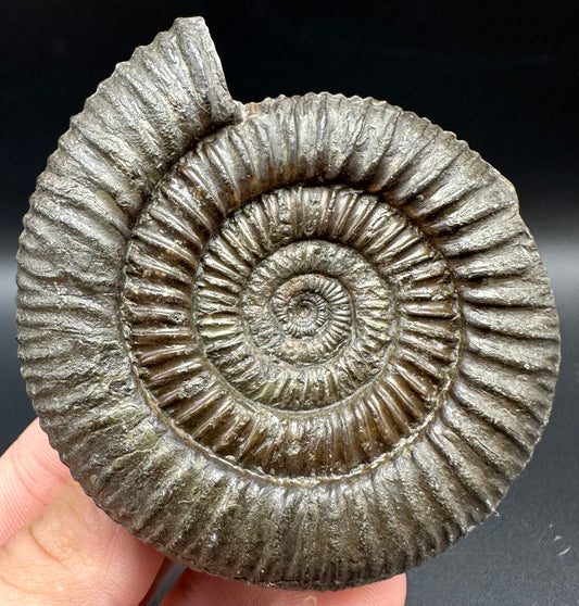 Dactylioceras Ammonite Fossil With Box And Stand - Whitby, North Yorkshire Jurassic Coast Yorkshire Fossils