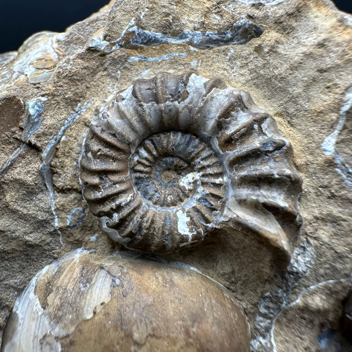 Androgynoceras capricornus Ammonite Fossil With Stand - Whitby, North Yorkshire Jurassic Coast Yorkshire Fossils