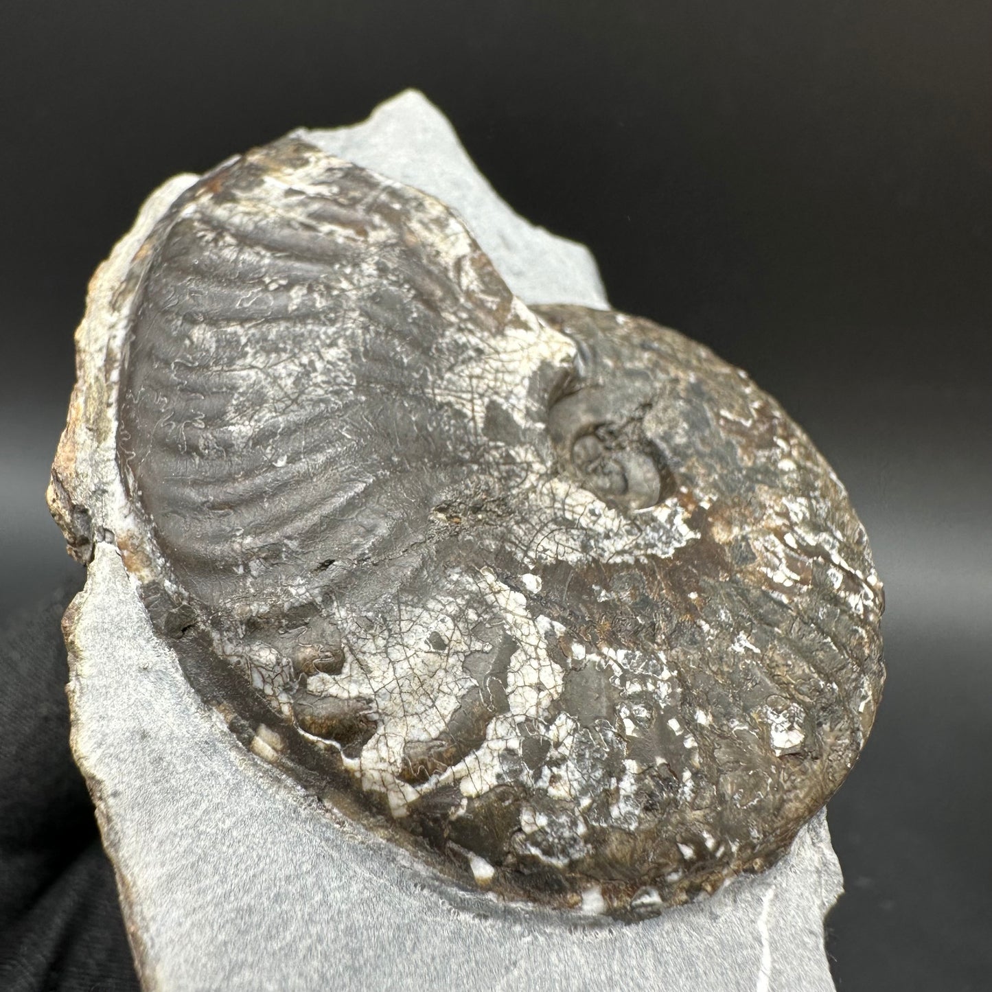 Pseudolioceras lythense Ammonite fossil with box and stand - Whitby, North Yorkshire, Yorkshire Fossils on the Jurassic Coast