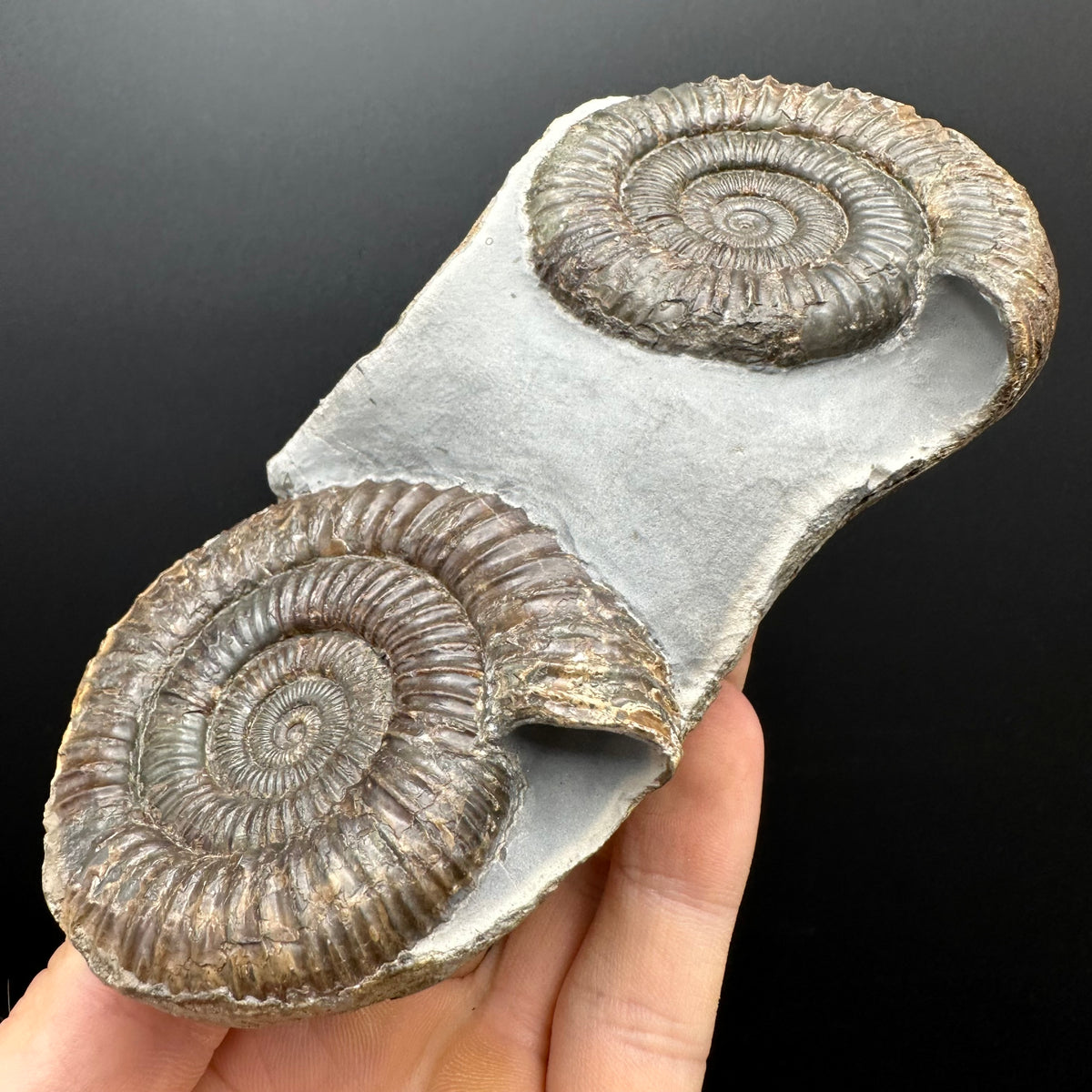 Dactylioceras Ammonite Fossil With Stand - Whitby, North Yorkshire Jurassic Coast Yorkshire Fossils