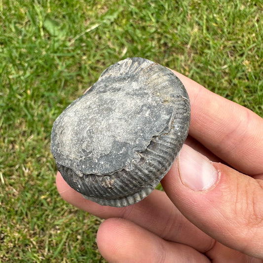 Small Ammonite Nodule x1 ammonite fossil - Whitby, North Yorkshire Jurassic Coast, Yorkshire fossils
