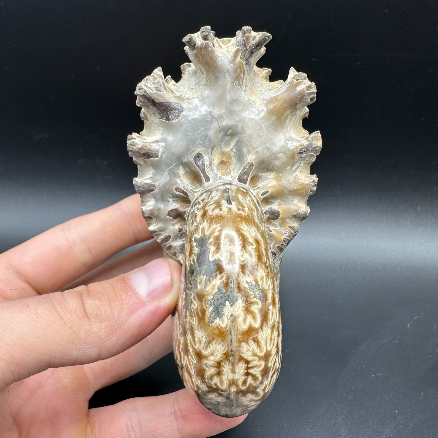 Phylloceras Ammonite Fossil With Box And Stand - Cretaceous Ammonite Madagascar