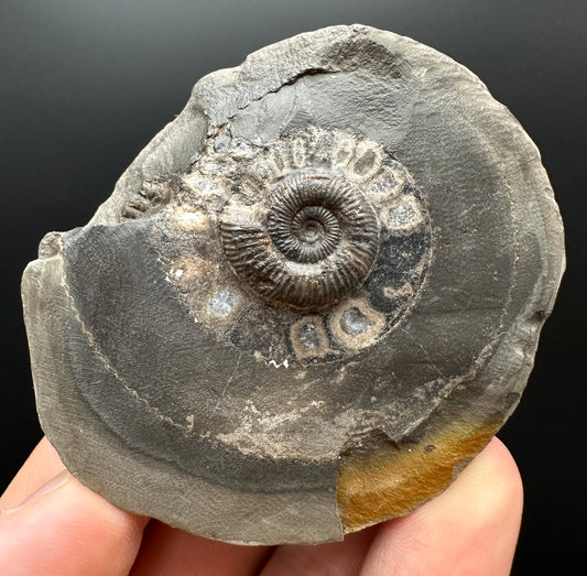 Dactylioceras Ammonite Fossil Gift Set - Whitby, North Yorkshire Jurassic Coast Yorkshire Fossils