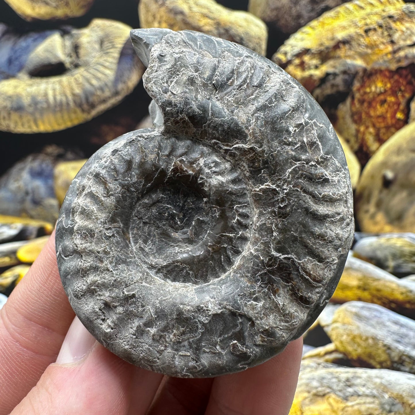 Hildoceras lusitanicum ammonite fossil - Whitby, North Yorkshire, Jurassic Coast, Yorkshire Fossils