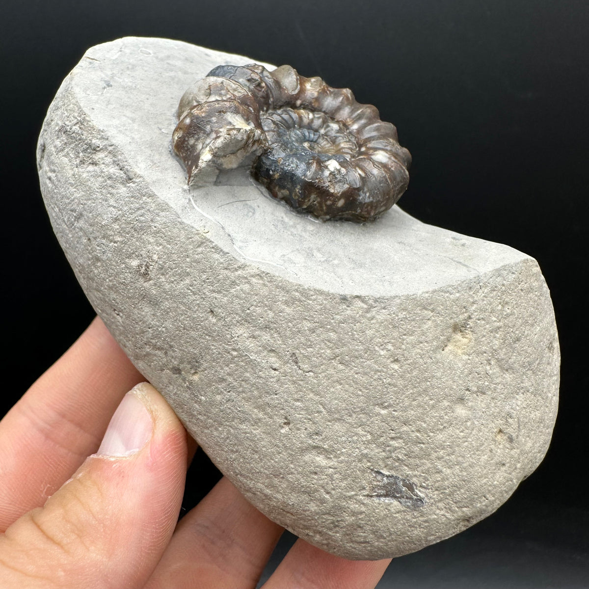Androgynoceras maculatum ammonite fossil with stand - Whitby, North Yorkshire Jurassic Coast Yorkshire Fossils