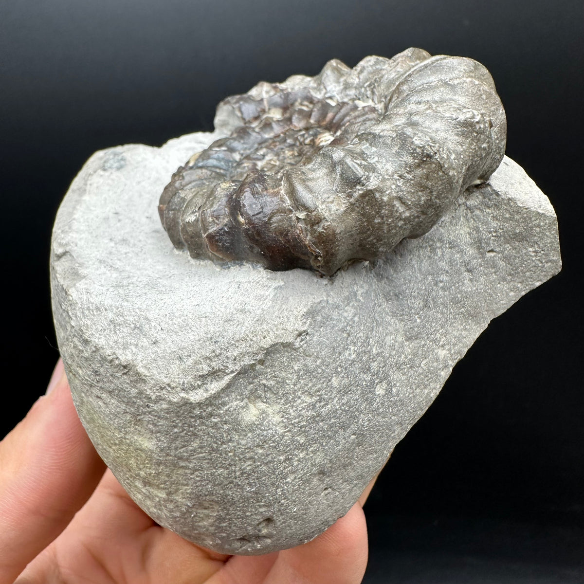 Androgynoceras maculatum ammonite fossil with box and stand - Whitby, North Yorkshire Jurassic Coast Yorkshire Fossils