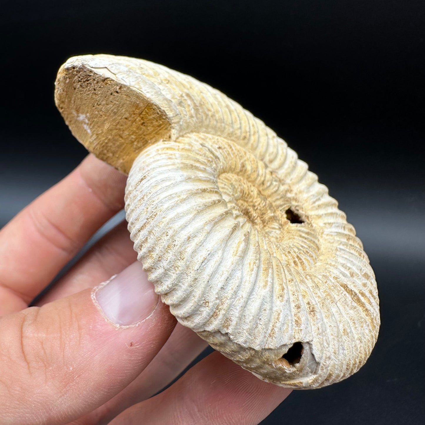 Dichotomosphinctes Ammonite Fossil With Box And Stand - Middle Jurassic Ammonite Madagascar