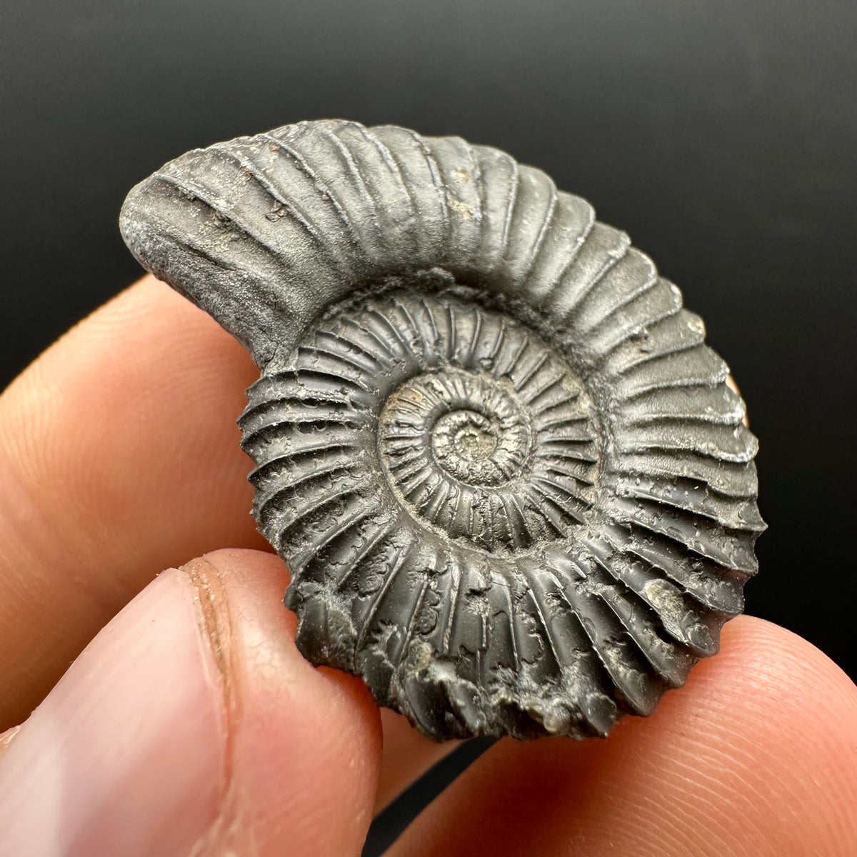 Schlothemia sp. ammonite fossil with box and stand - Whitby, North Yorkshire Jurassic Coast, Yorkshire fossils