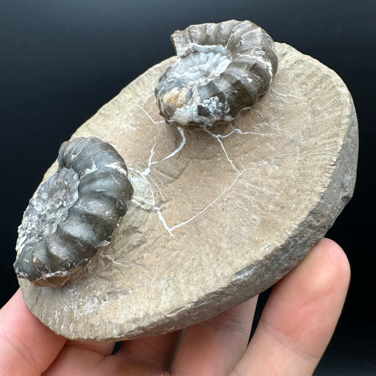 Androgynoceras maculatum ammonite fossil with stand - Whitby, North Yorkshire Jurassic Coast Yorkshire Fossils