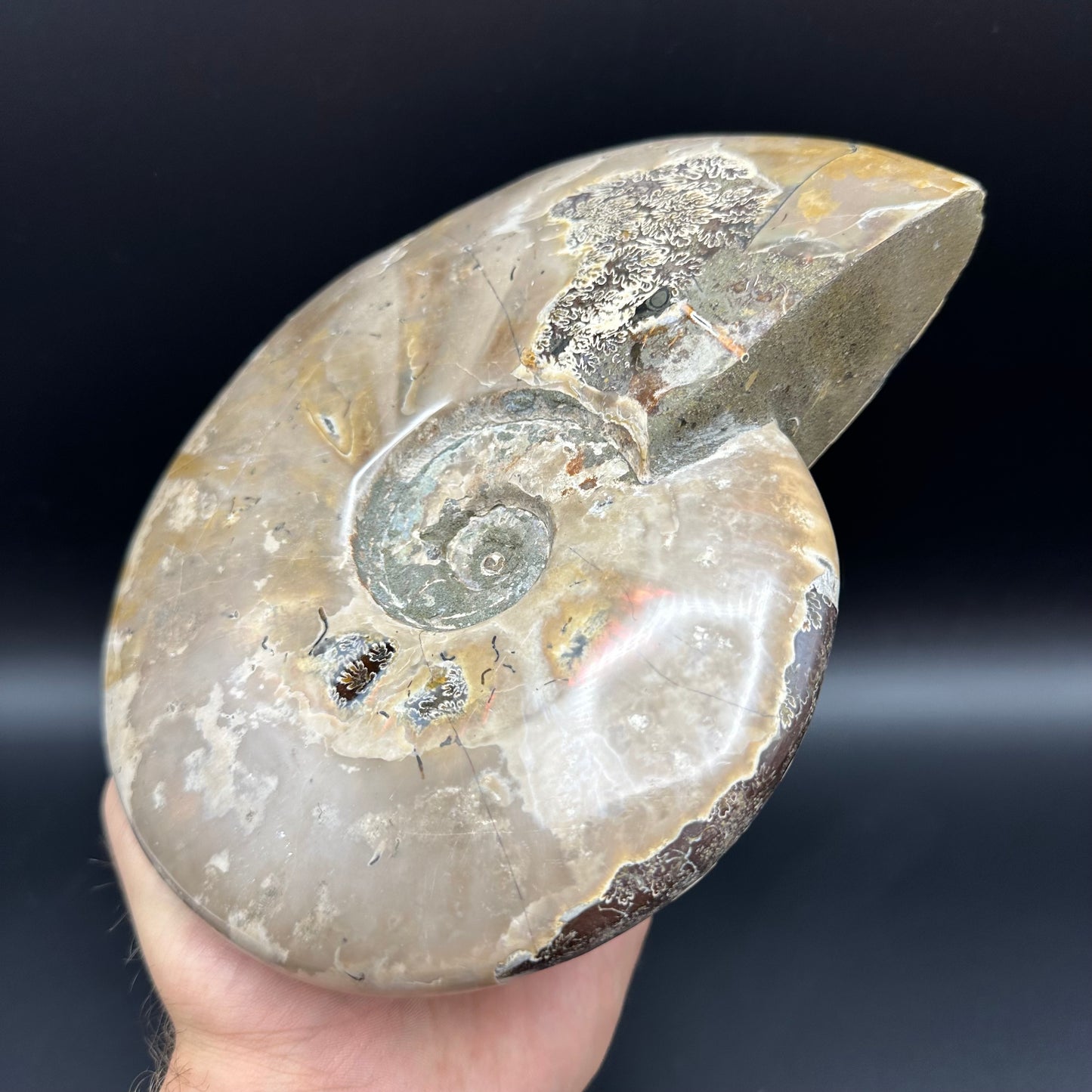 Cleoniceras Ammonite Fossil With Stand - Cretaceous Ammonite Madagascar