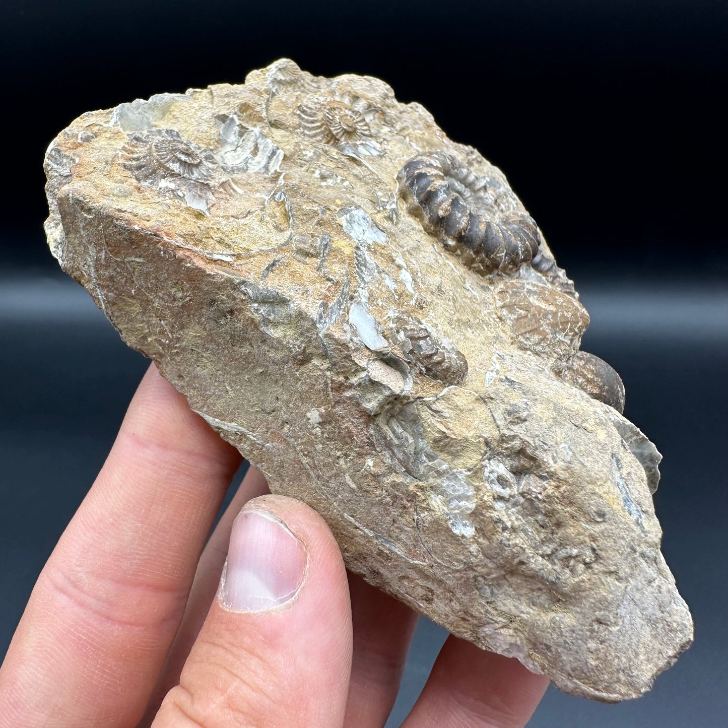 Androgynoceras Capricornus ammonite / Gastropod fossil with box and stand - Whitby, North Yorkshire Jurassic Coast Yorkshire Fossils