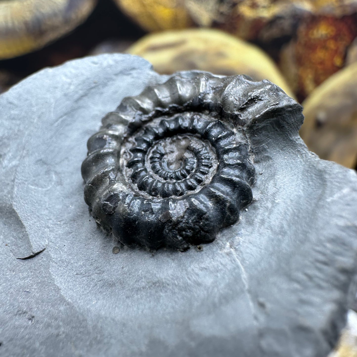 Gagaticeras ammonite fossil - Whitby, North Yorkshire Jurassic Coast Yorkshire Fossils