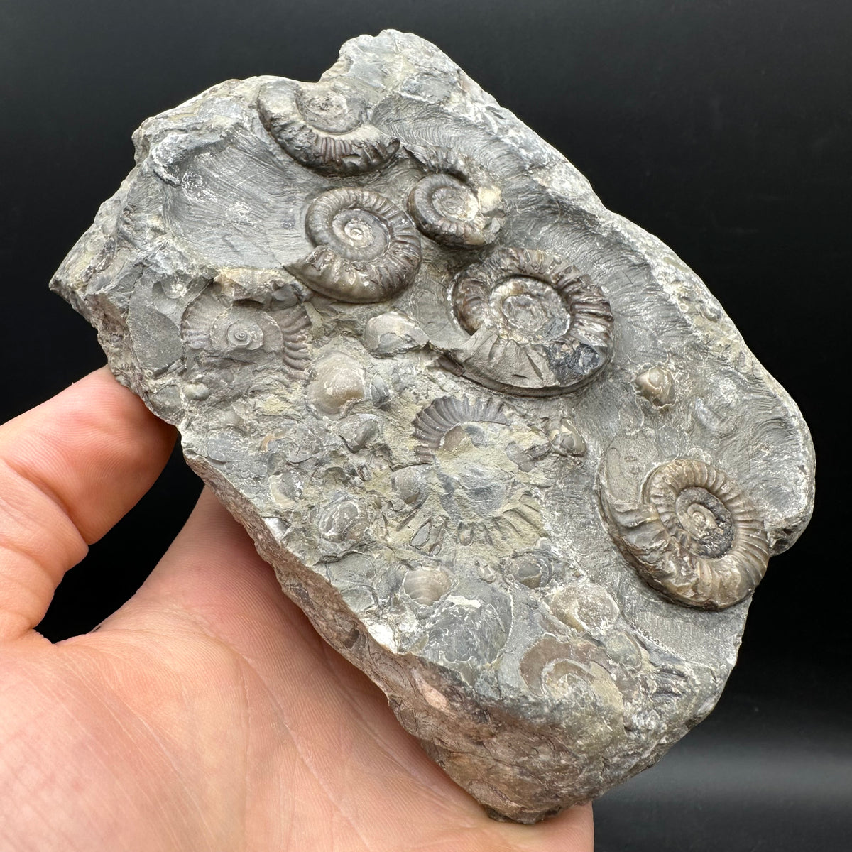 Arnioceras ammonite shell fossil with stand - Whitby, North Yorkshire Jurassic Coast Yorkshire Fossils