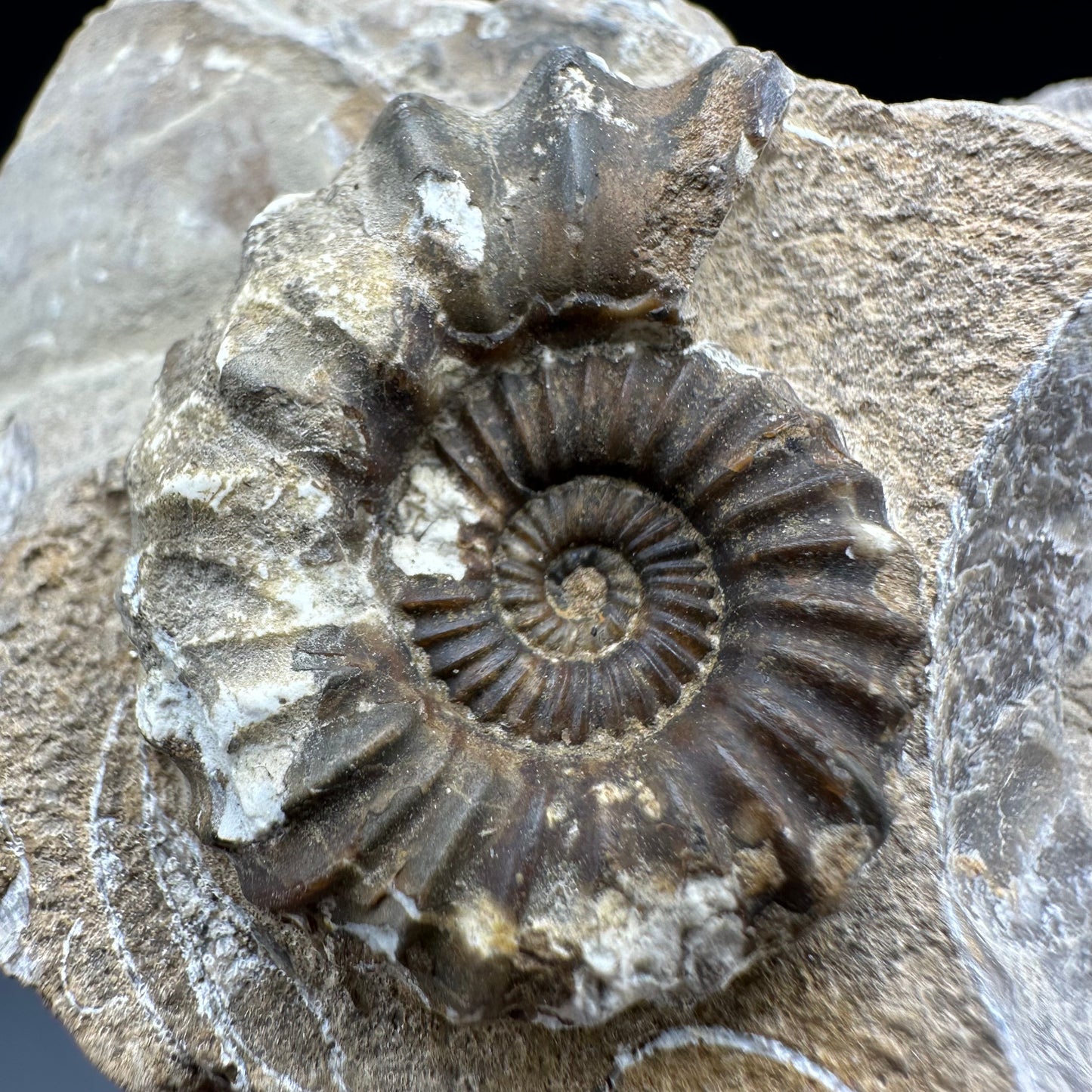 Androgynoceras Capricornus ammonite fossil with box and stand - Whitby, North Yorkshire Jurassic Coast Yorkshire Fossils