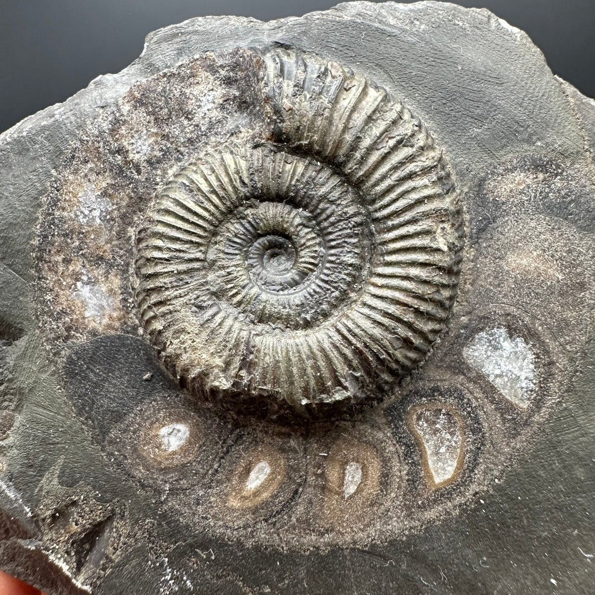 Dactylioceras Ammonite Fossil With box and Stand - Whitby, North Yorkshire Jurassic Coast Yorkshire Fossils