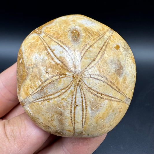 Holectypus Sea Urchin Fossil With Box And Stand - Middle Jurassic Madagascar