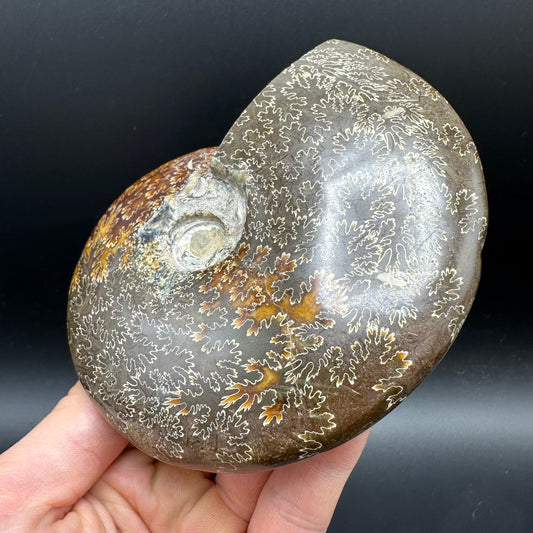 Cleoniceras Ammonite Fossil With Stand - Cretaceous Ammonite Madagascar