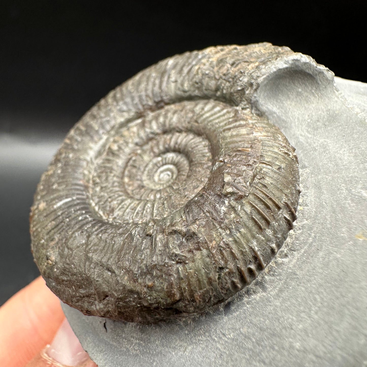 Dactylioceras semicelatum Ammonite fossil with box and stand - Whitby, North Yorkshire Jurassic Coast Yorkshire Fossils