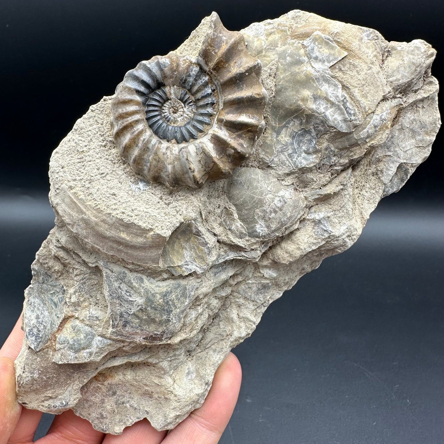 Androgynoceras Capricornus ammonite fossil - Whitby, North Yorkshire Jurassic Coast Yorkshire Fossils