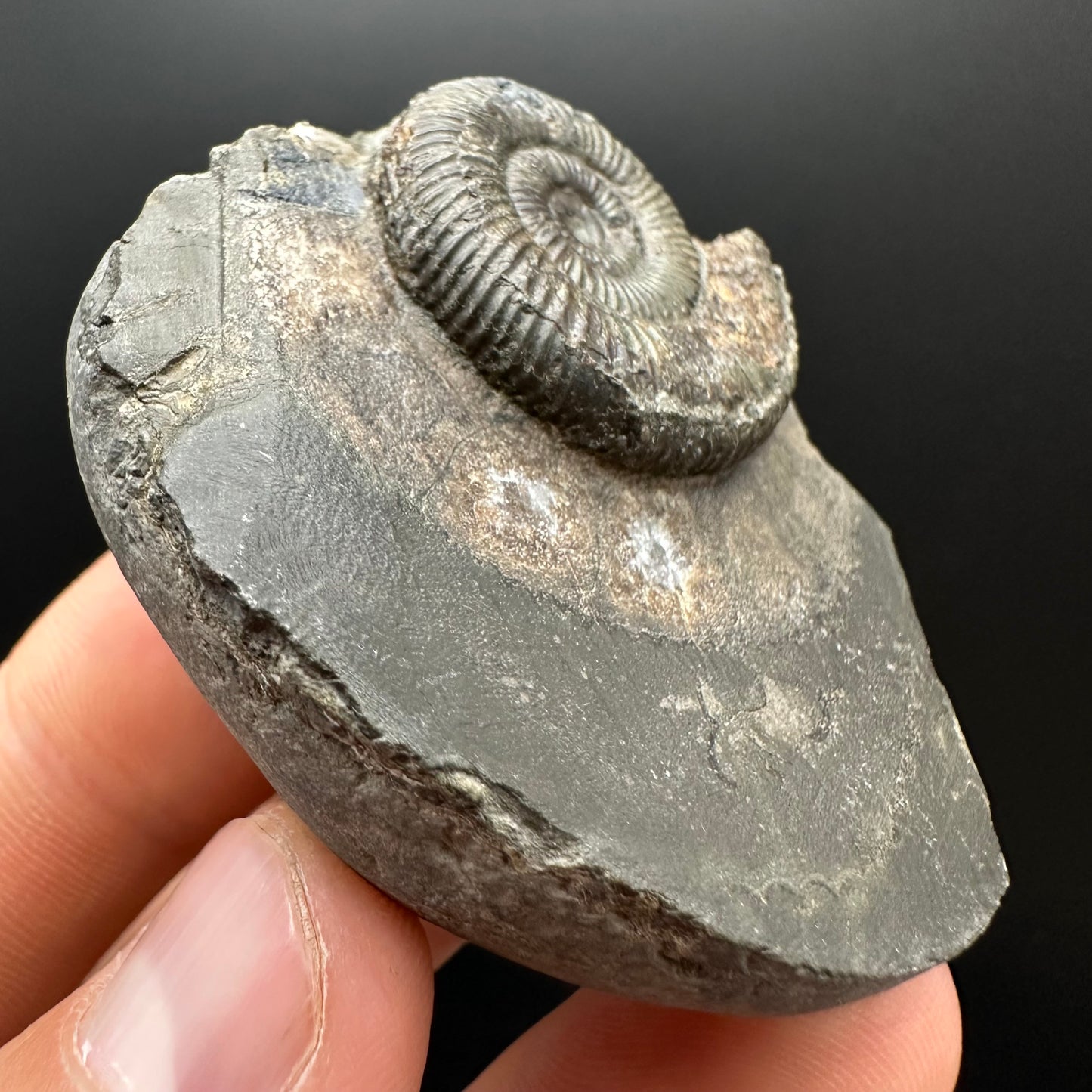 Dactylioceras Ammonite Fossil Gift Set - Whitby, North Yorkshire Jurassic Coast Yorkshire Fossils