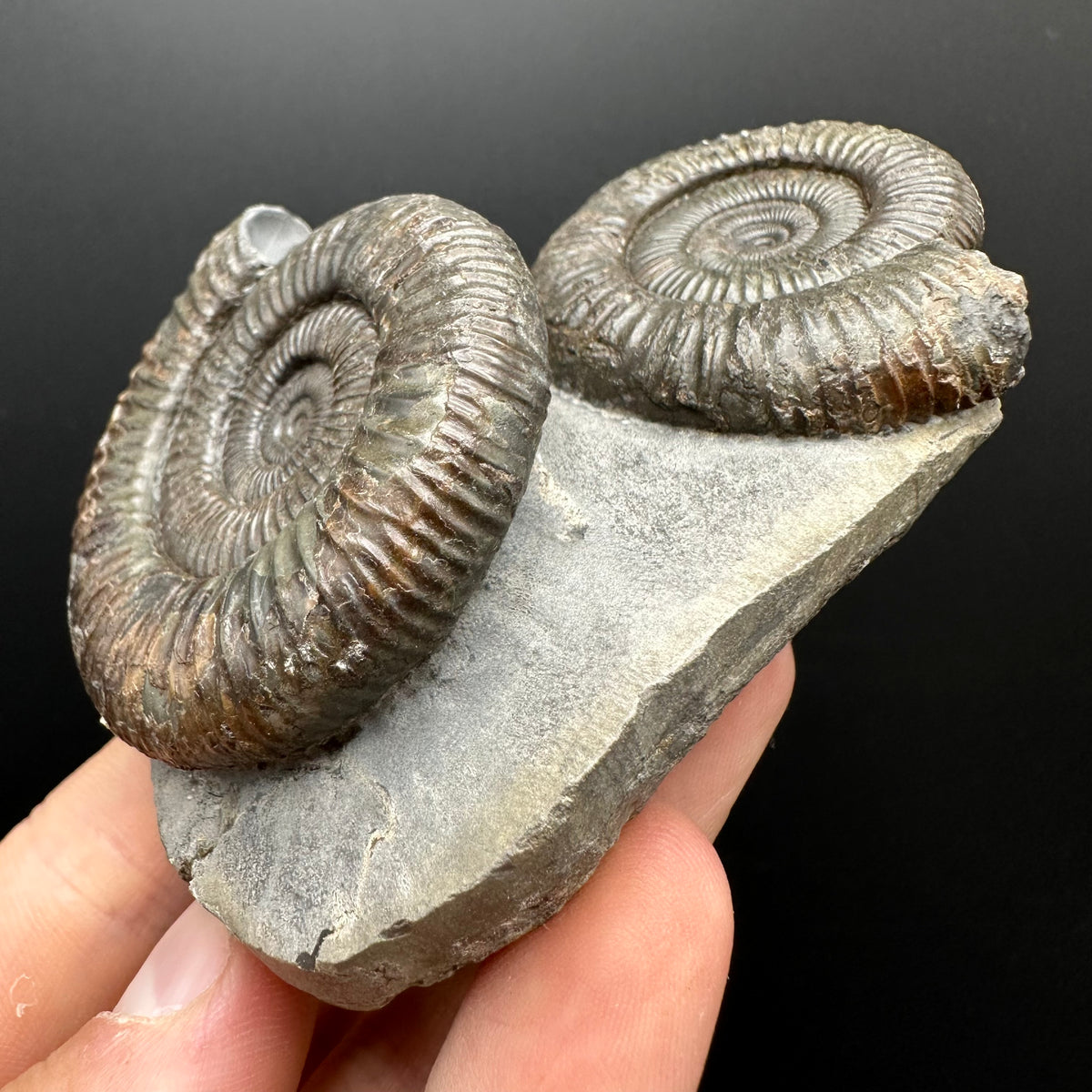 Dactylioceras Ammonite Fossil With Stand - Whitby, North Yorkshire Jurassic Coast Yorkshire Fossils