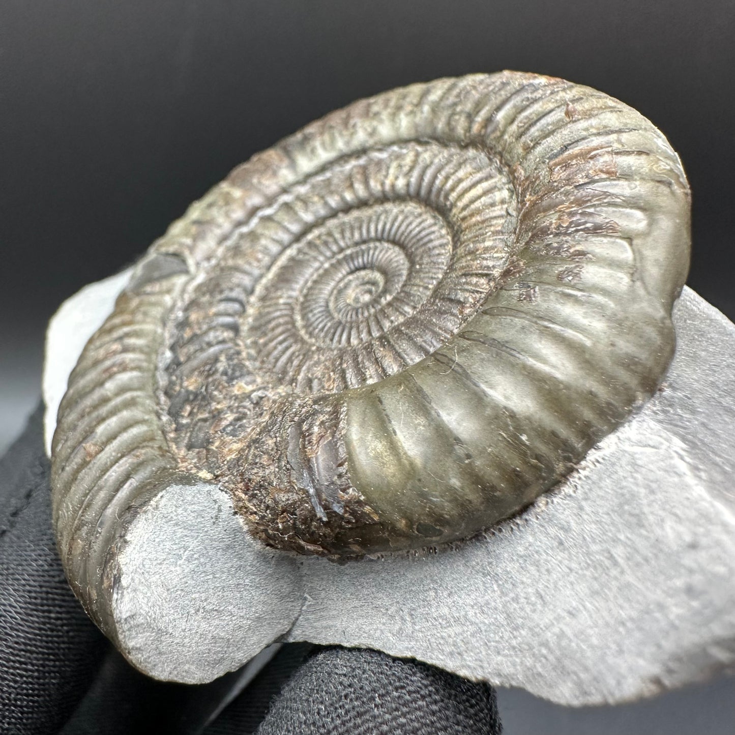 Dactylioceras Ammonite Fossil With Box And Stand - Whitby, North Yorkshire Jurassic Coast Yorkshire Fossils