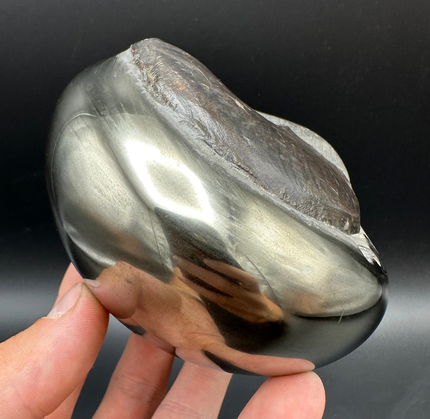 Golden Egg (GENUINE) Ammonite Fossil With Stand - Whitby, North Yorkshire Jurassic Coast Yorkshire Fossils