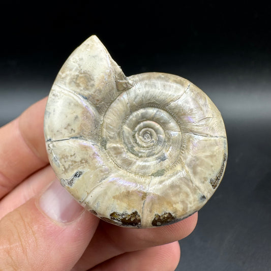 Lytoceras Ammonite Fossil With Box And Stand - Cretaceous Ammonite Madagascar