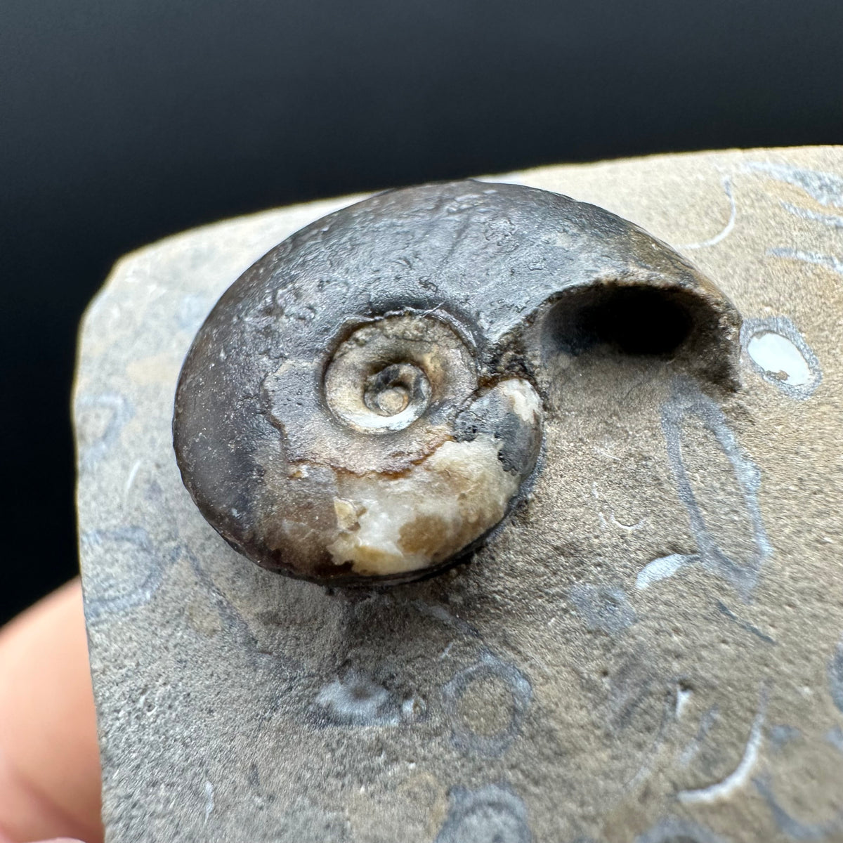 Amaltheus striatus ammonite fossil with box and stand - Whitby, North Yorkshire Jurassic Coast Yorkshire Fossils
