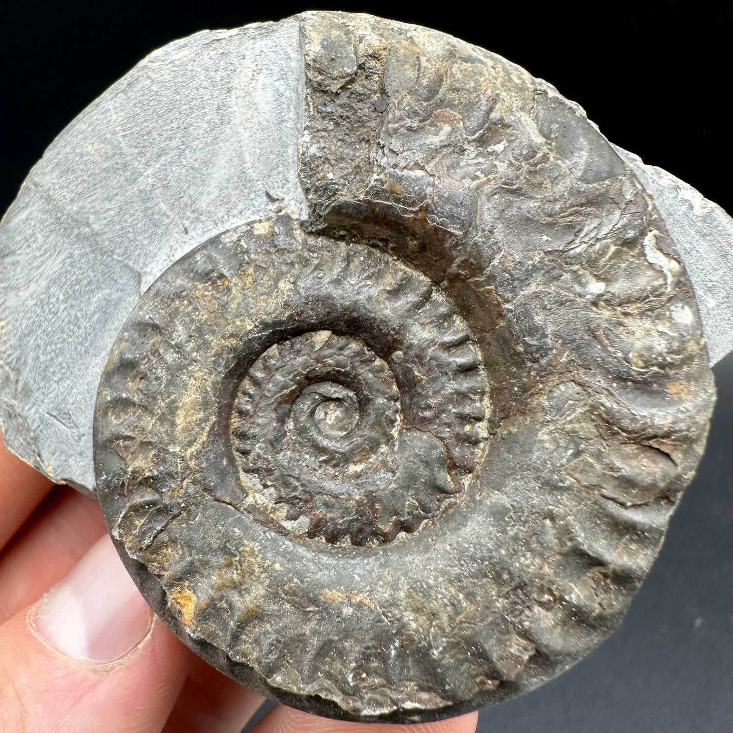 Hildoceras lusitanicum Ammonite fossil with box and stand - Whitby, North Yorkshire, Jurassic Coast, Yorkshire Fossils from the Jurassic Coast