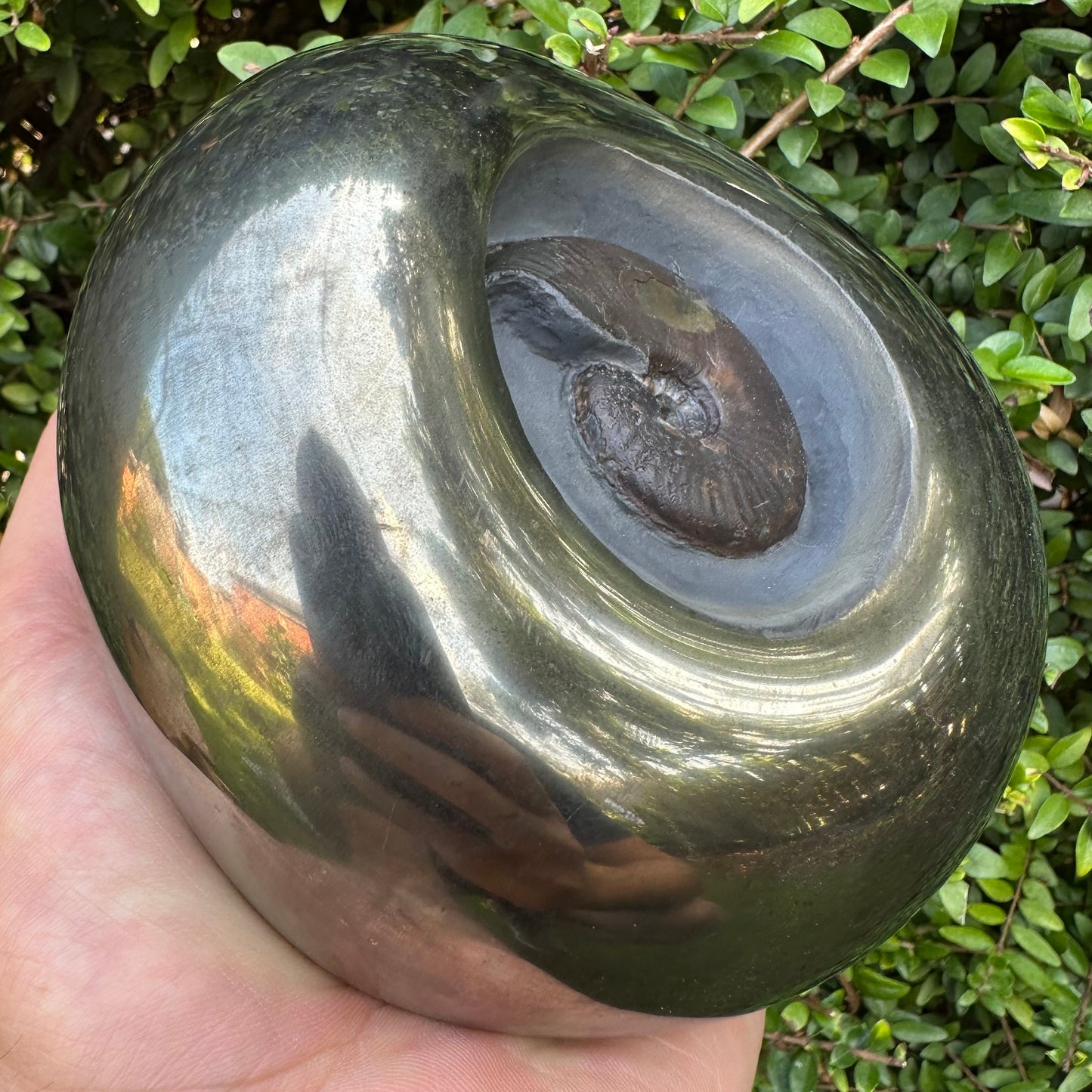 Golden Egg (GENUINE) Ammonite Fossil With Stand - Whitby, North Yorkshire Jurassic Coast Yorkshire Fossils