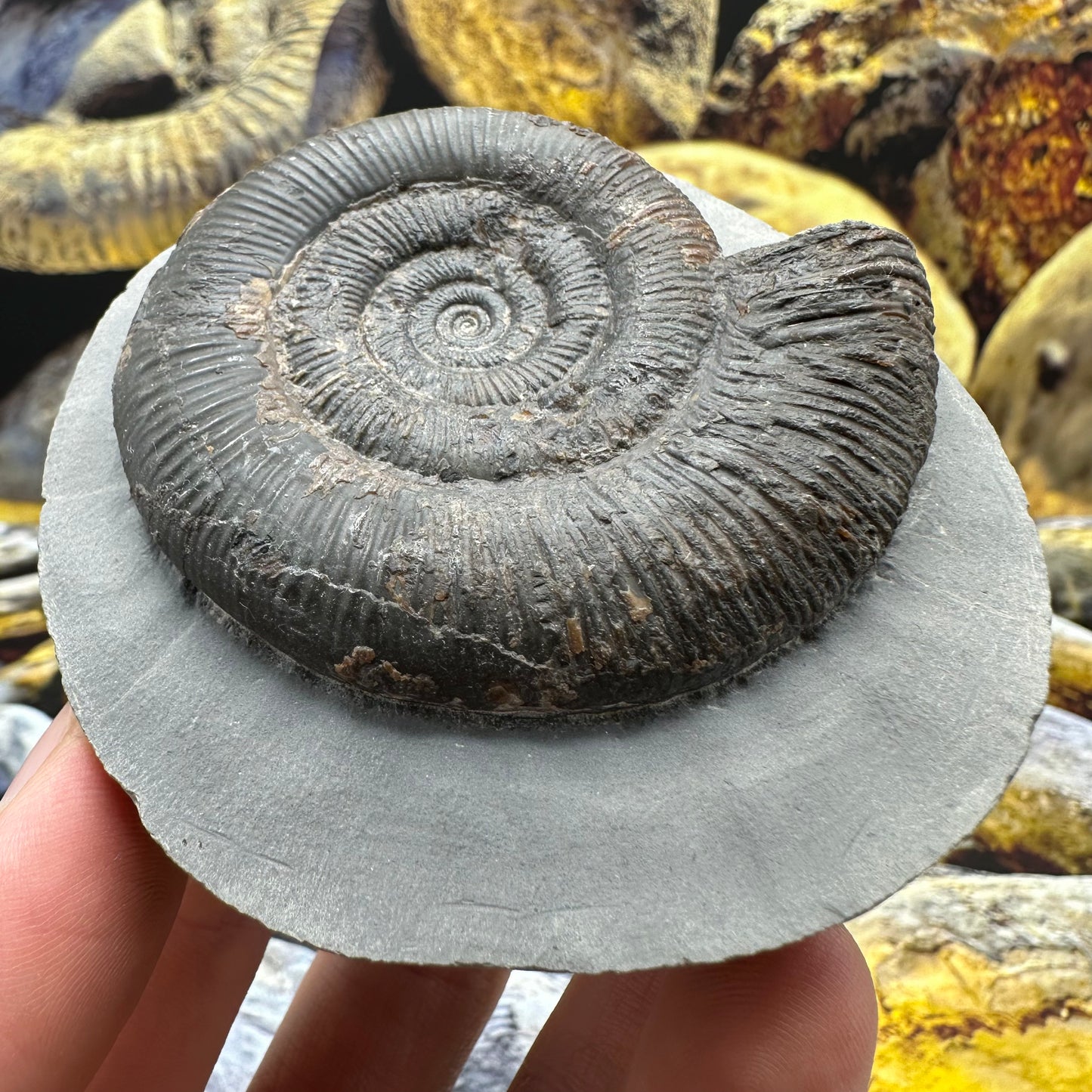 Dactylioceras tenuicostatum ammonite fossil - Whitby, North Yorkshire Jurassic Coast