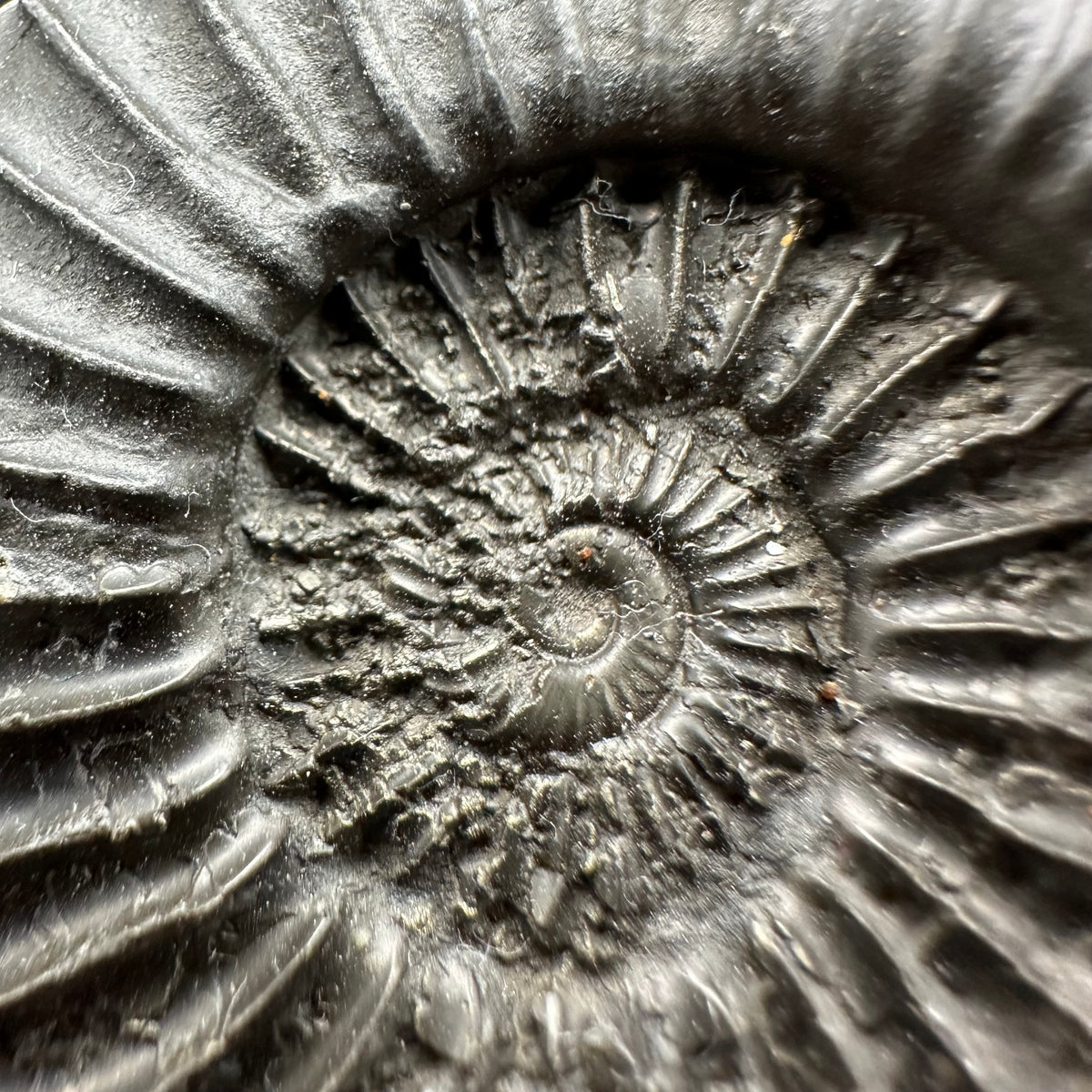 Schlothemia sp. ammonite fossil with box and stand - Whitby, North Yorkshire Jurassic Coast, Yorkshire fossils