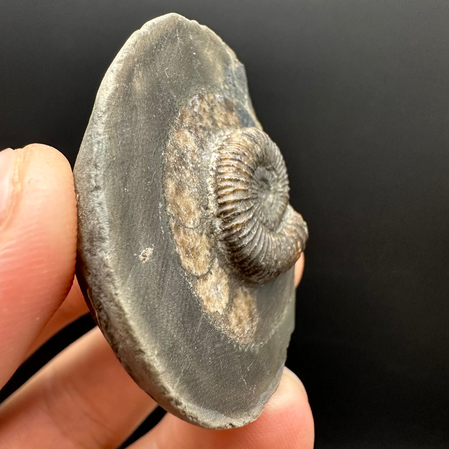 Dactylioceras Ammonite Fossil Gift Set - Whitby, North Yorkshire Jurassic Coast Yorkshire Fossils