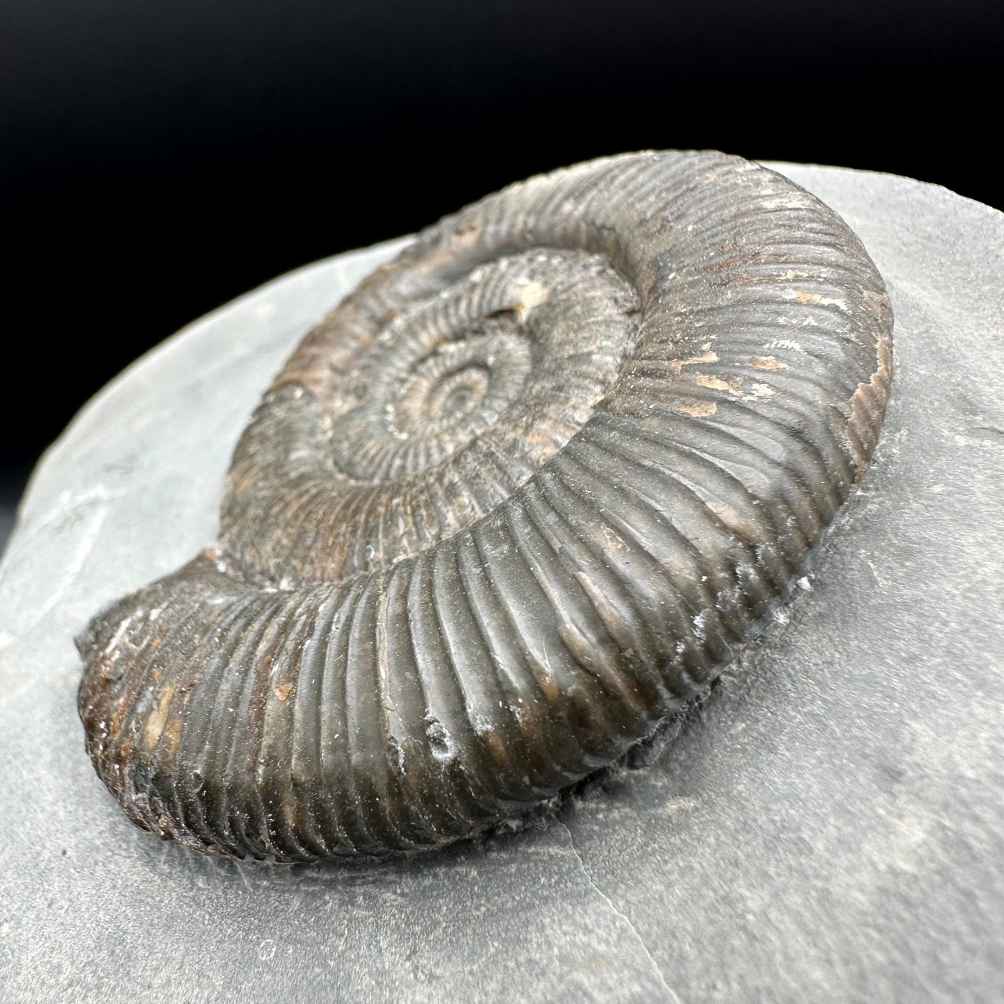 Zugodactylites ammonite fossil - Whitby, North Yorkshire Jurassic Coast, Yorkshire fossils