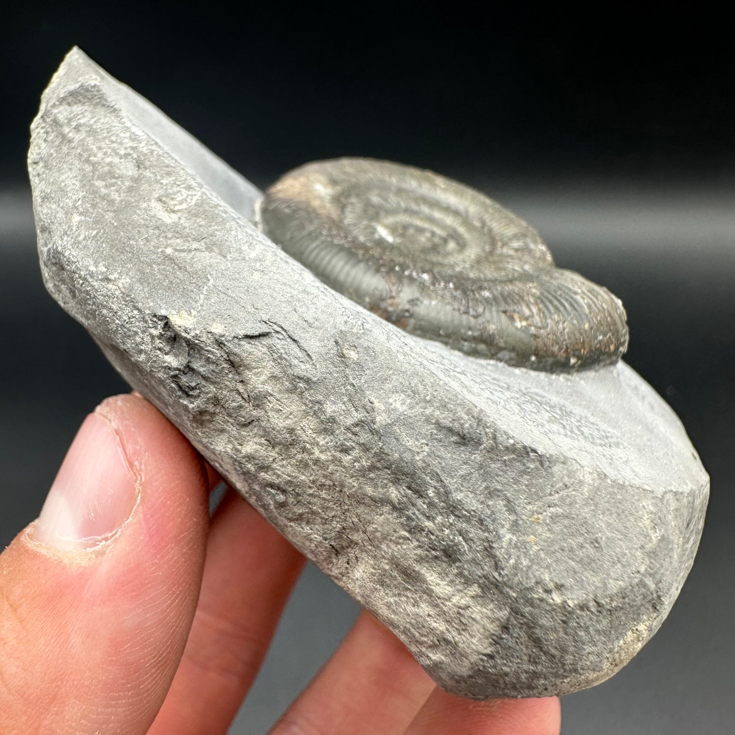 Dactylioceras tenuicostatum ammonite fossil with box and stand - Whitby, North Yorkshire Jurassic Coast