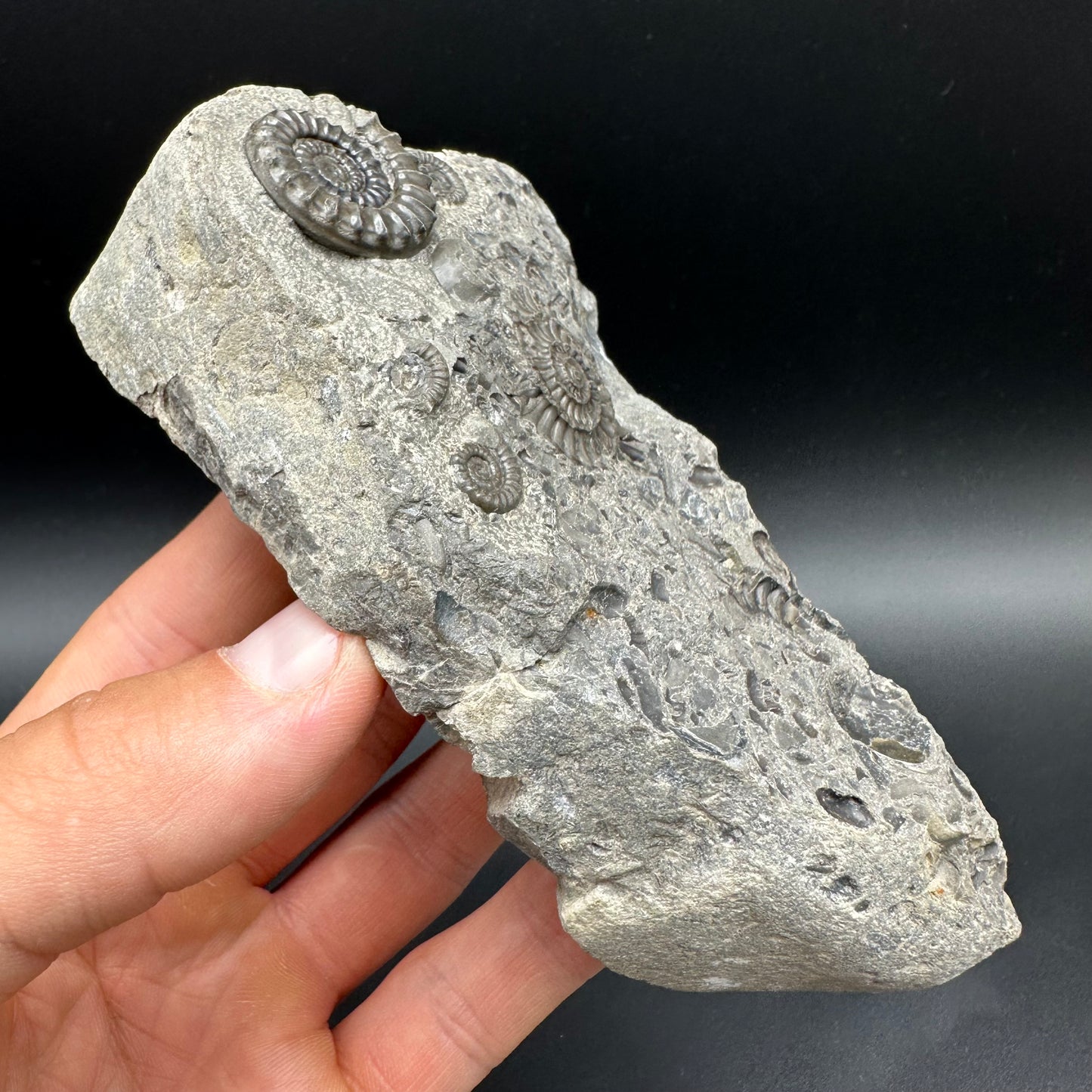 Arnioceras ammonite shell fossil with box and stand - Whitby, North Yorkshire Jurassic Coast Yorkshire Fossils
