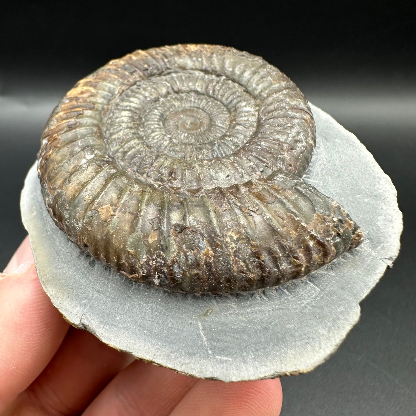 Dactylioceras Ammonite Fossil With Box And Stand - Whitby, North Yorkshire Jurassic Coast Yorkshire Fossils