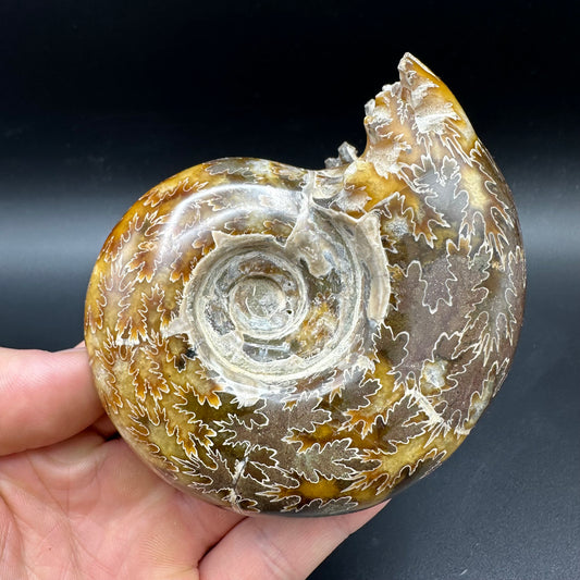 Puzosia Ammonite Fossil With Box And Stand - Cretaceous Ammonite Madagascar