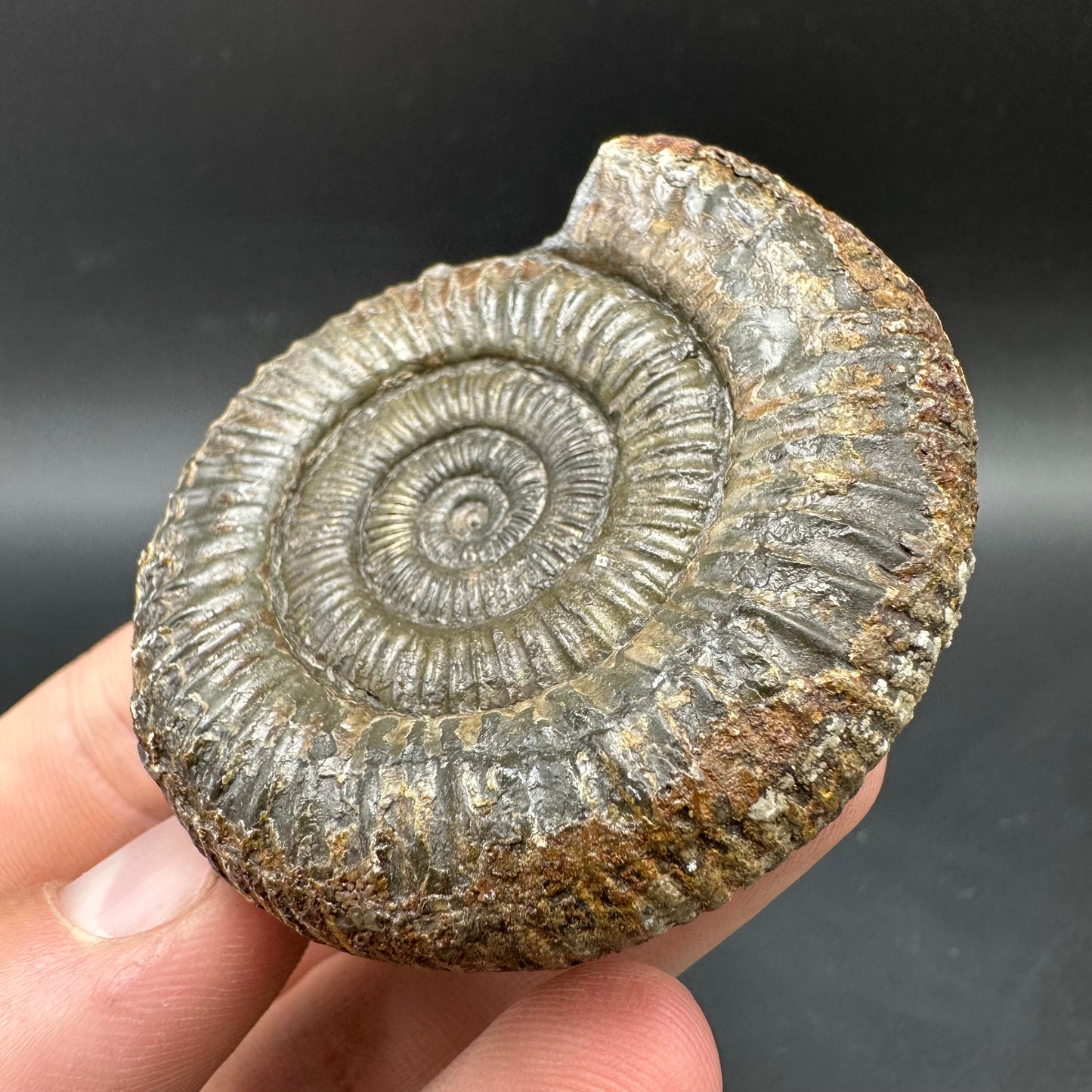 Dactylioceras Ammonite Fossil With box and Stand - Whitby, North Yorkshire Jurassic Coast Yorkshire Fossils