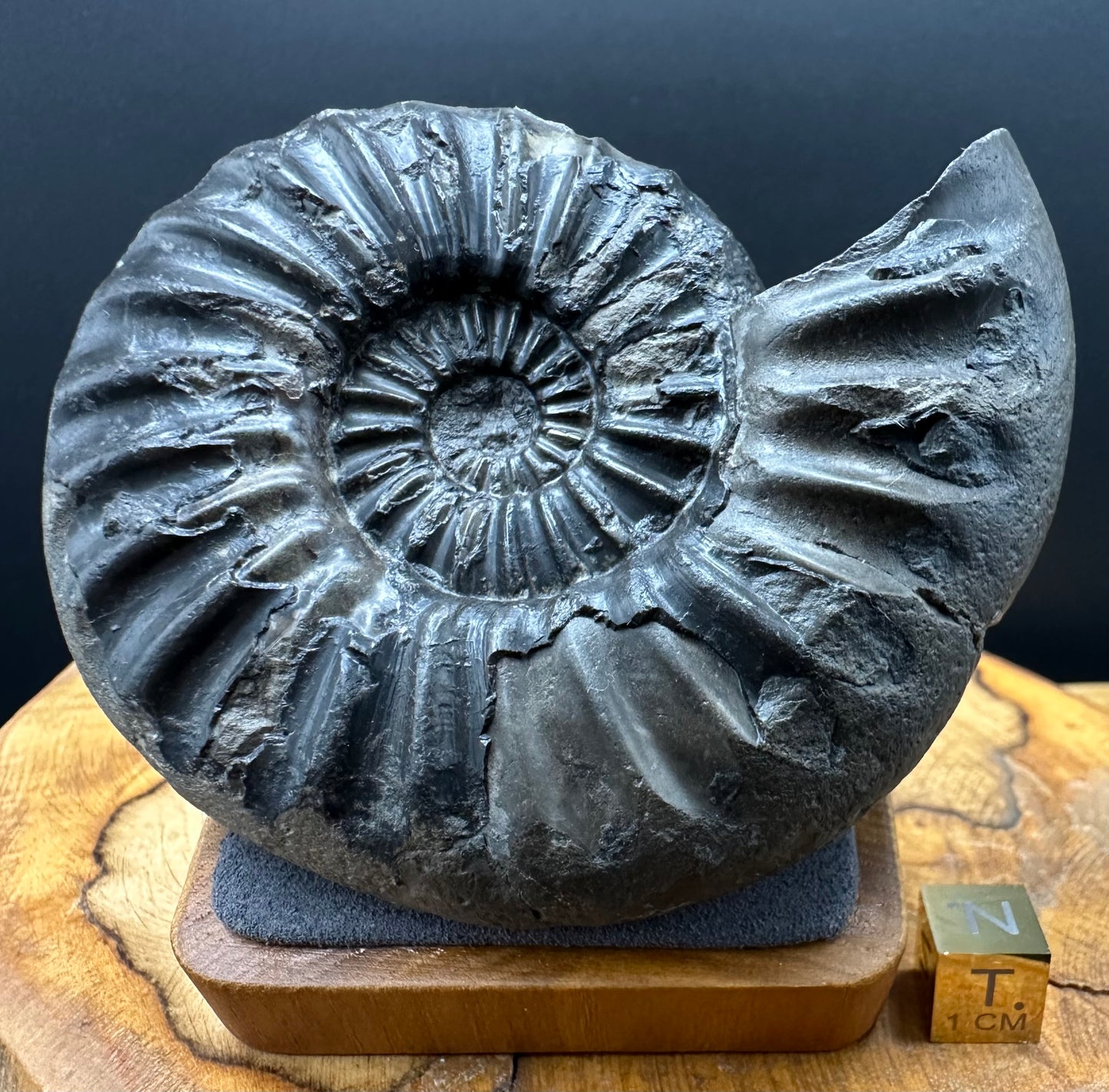 Asteroceras Ammonite fossil with box and stand - Whitby, North Yorkshire Jurassic Coast Yorkshire Fossils