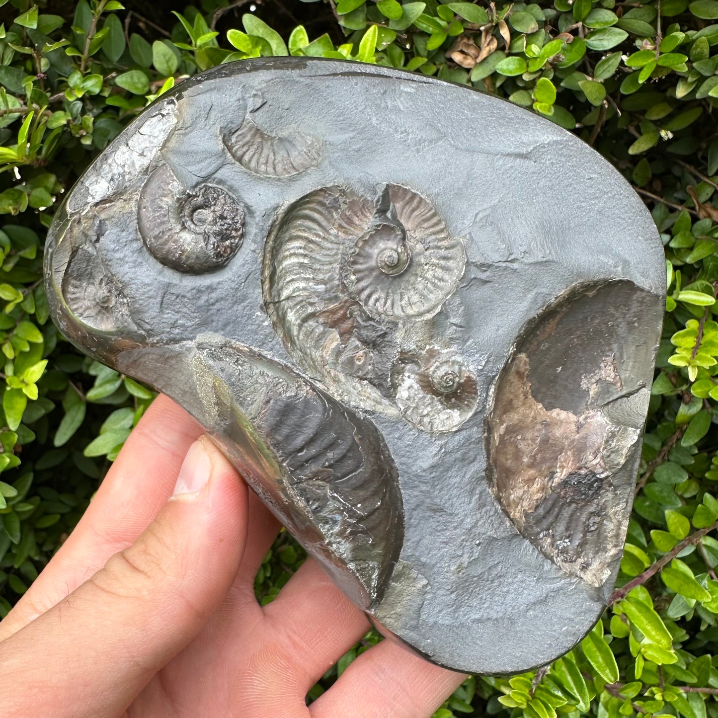 Golden Egg (GENUINE) Ammonite Fossil With Stand - Whitby, North Yorkshire Jurassic Coast Yorkshire Fossils