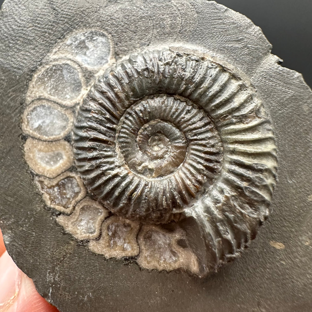 Dactylioceras Ammonite Fossil With box and Stand - Whitby, North Yorkshire Jurassic Coast Yorkshire Fossils