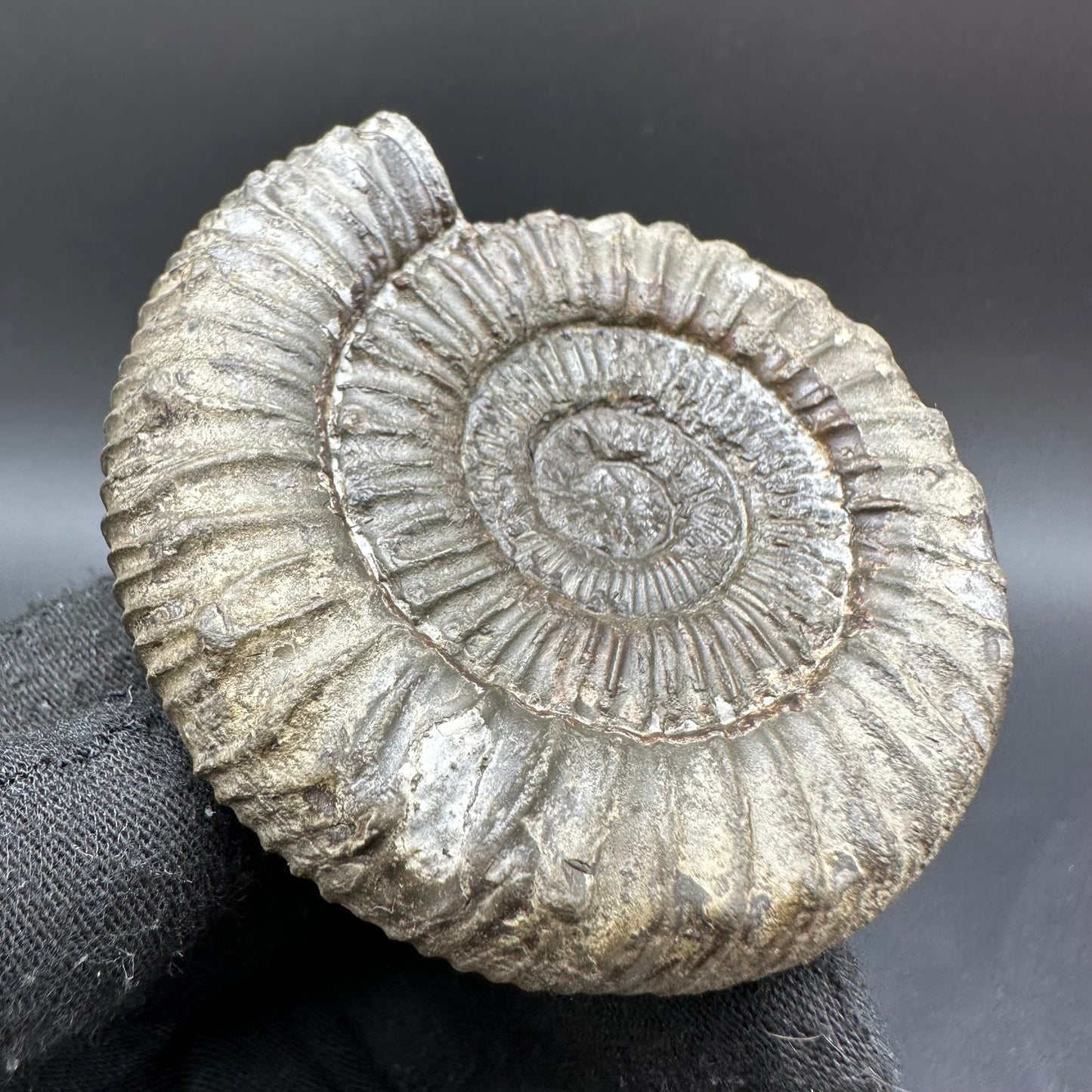 Peronoceras fibulatum Ammonite fossil with box and stand - Whitby, North Yorkshire Jurassic Coast Yorkshire Fossils
