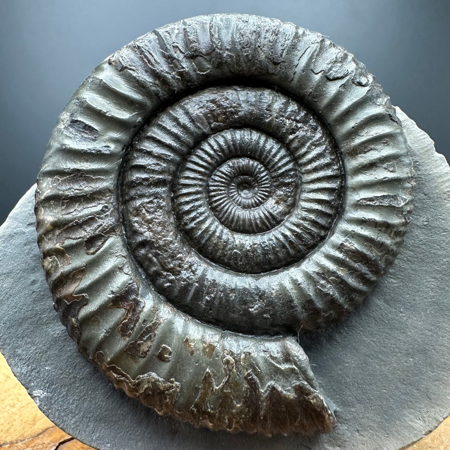 Dactylioceras Ammonite Fossil With box and Stand - Whitby, North Yorkshire Jurassic Coast Yorkshire Fossils