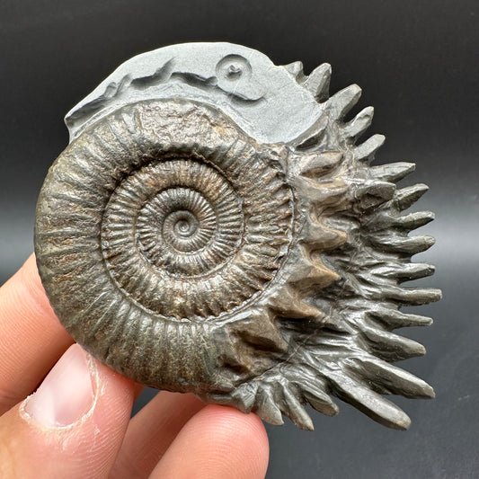 Snakestone Ammonite Fossil With Bag/Box And Stand - Whitby, North Yorkshire Jurassic Coast Yorkshire Fossils