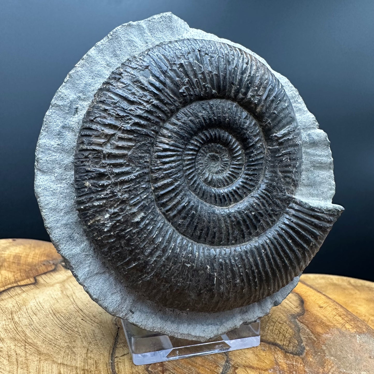 Dactylioceras semicelatum Ammonite fossil with stand - Whitby, North Yorkshire Jurassic Coast Yorkshire Fossils