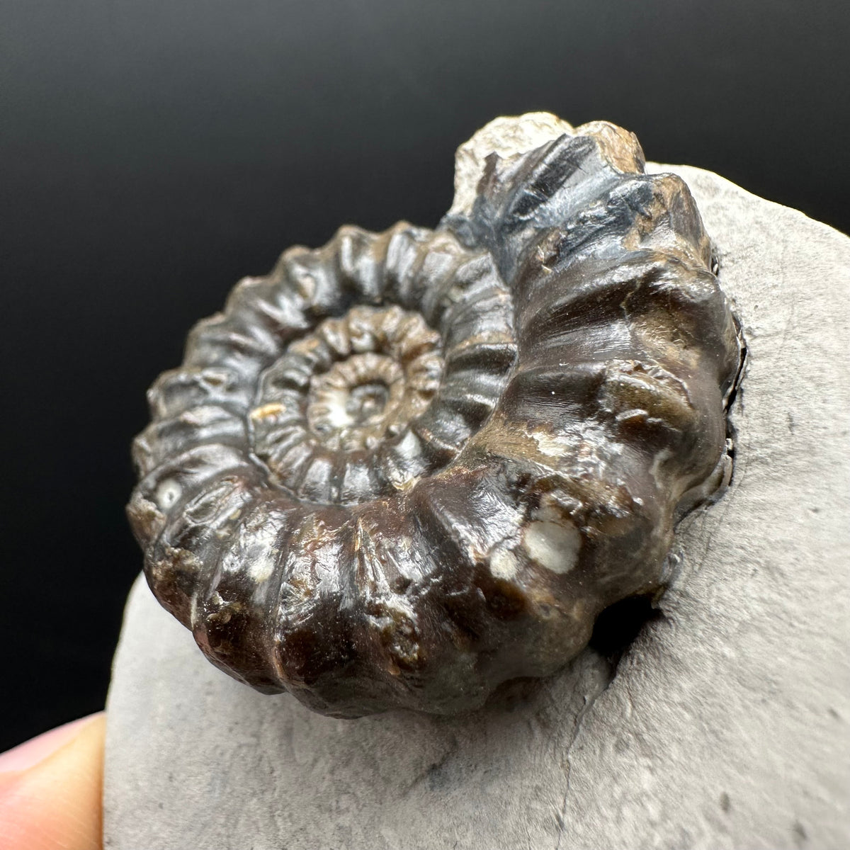 Androgynoceras maculatum ammonite fossil with box and stand - Whitby, North Yorkshire Jurassic Coast Yorkshire Fossils