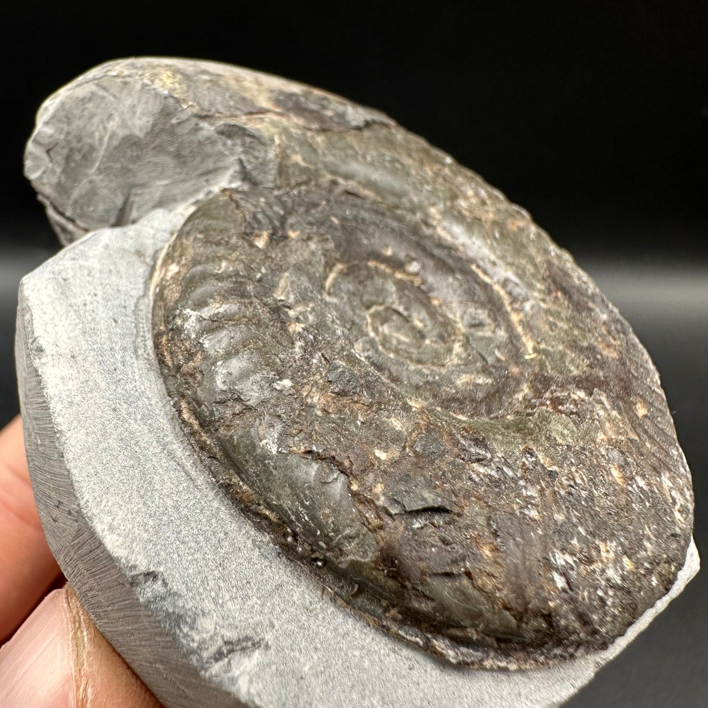 Hildoceras Bifrons Ammonite fossil with box and stand - Whitby, North Yorkshire Jurassic Coast, Yorkshire Fossils from the Jurassic Coast