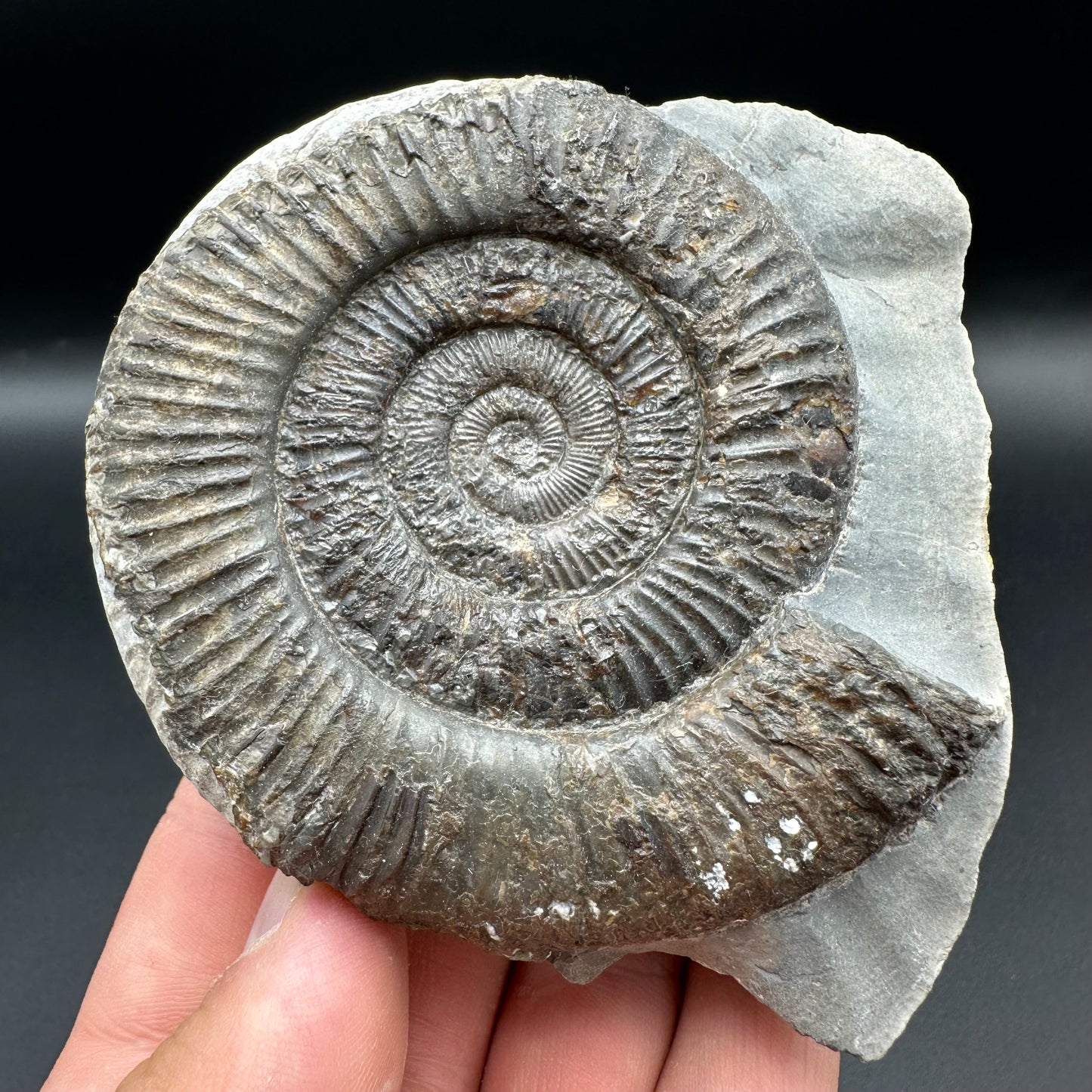 Dactylioceras Ammonite Fossil With Box And Stand - Whitby, North Yorkshire Jurassic Coast Yorkshire Fossils